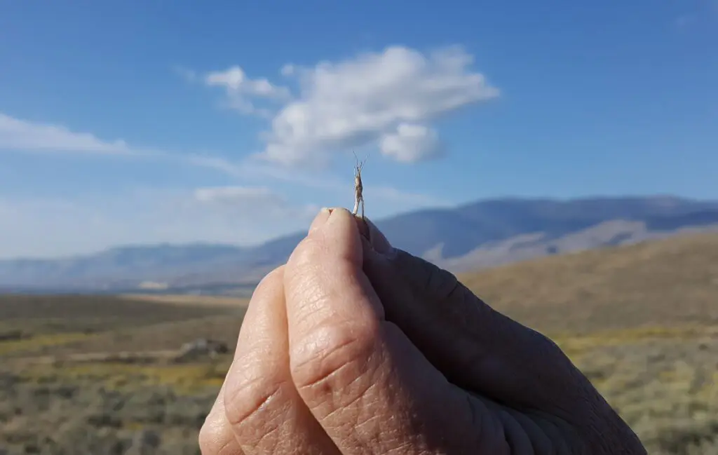 Setting Back the Cheatgrass Line