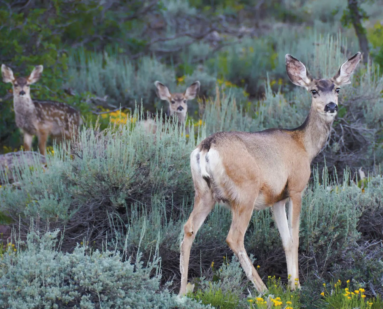 Approval of Farm Bill with Mule Deer/Sage Grouse Habitat Provisions