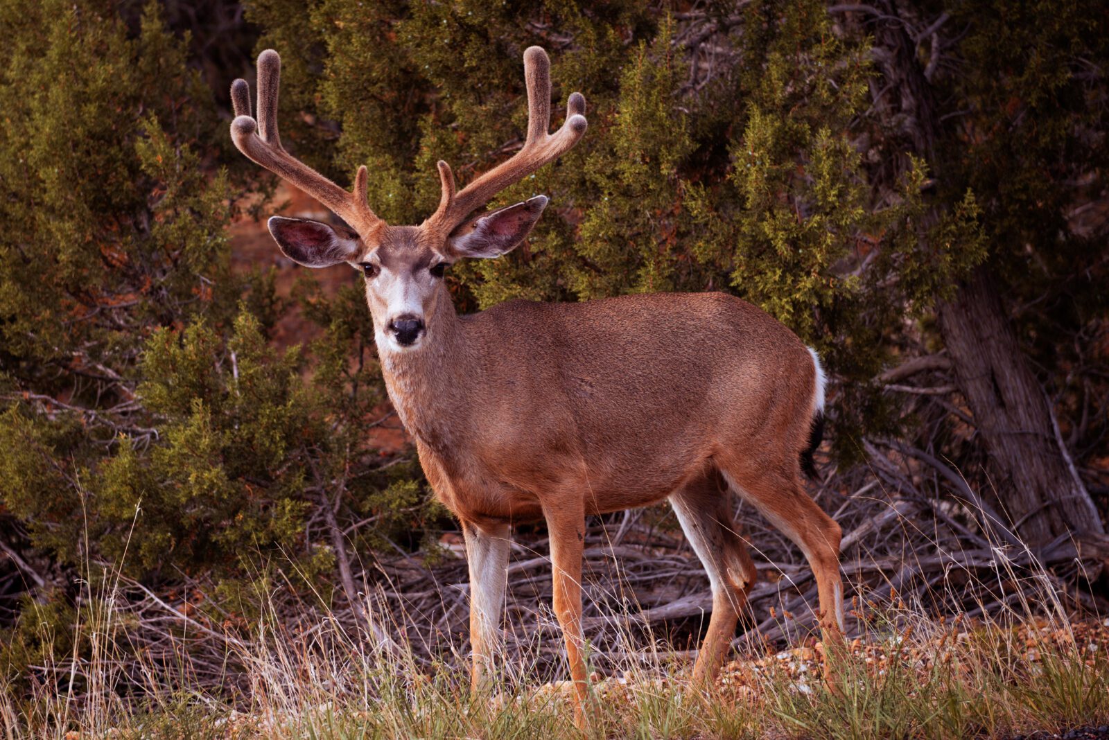 MDF Partners with AZGFD, ADA to Focus on Kaibab Plateau